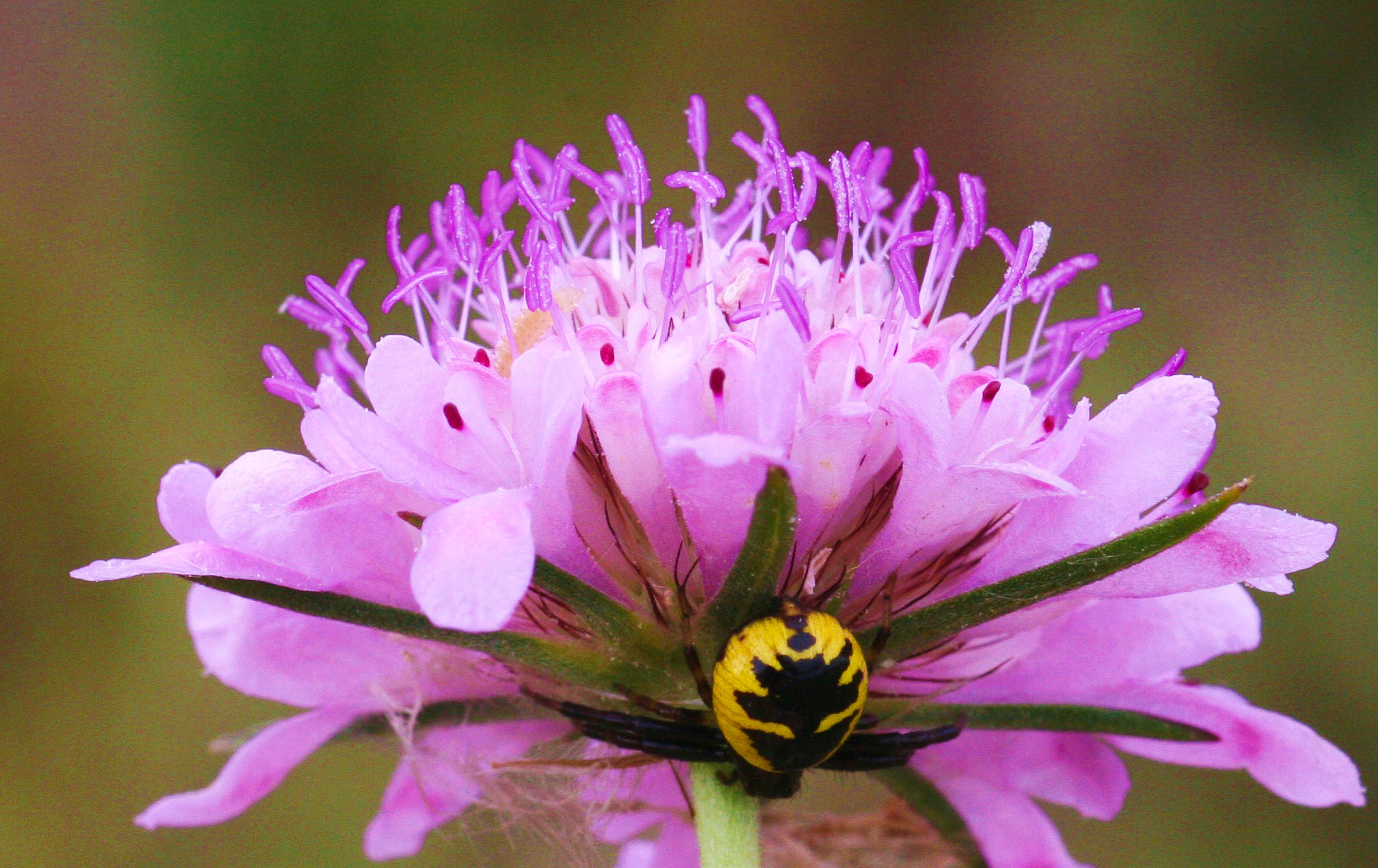 banded argiope spider on pink petaled flower