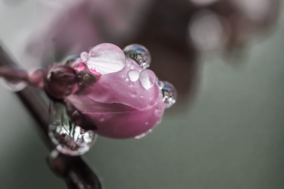 pink flower bud with dew drop preview