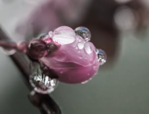 pink flower bud with dew drop thumbnail
