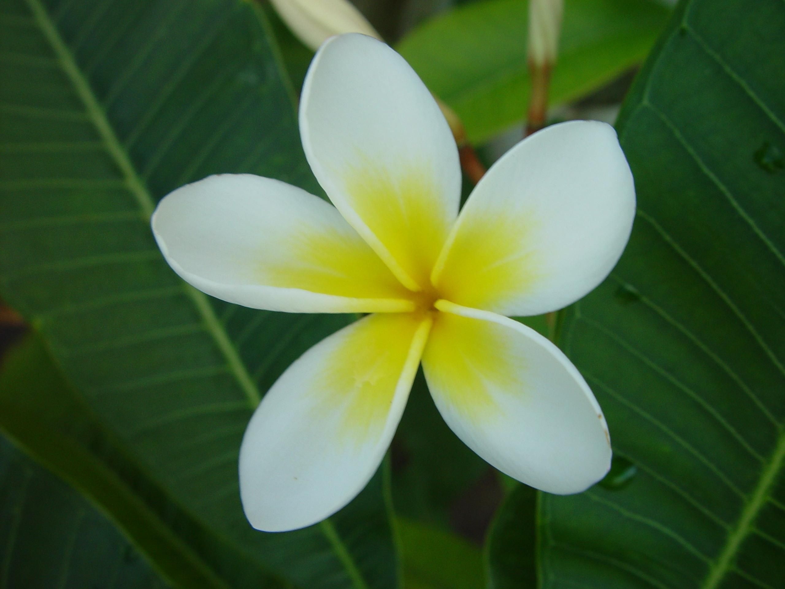 white and yellow petal flower