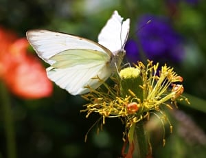 white butterfly thumbnail
