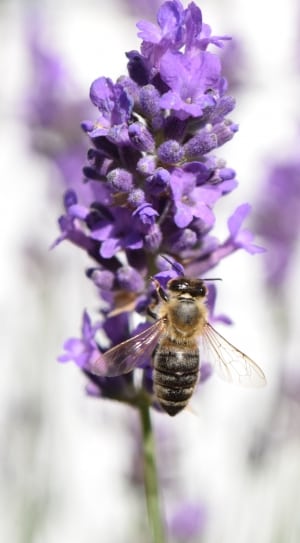 yellow bee and purple flowers thumbnail