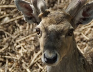 shallow focus photography of brown deer during daytime thumbnail
