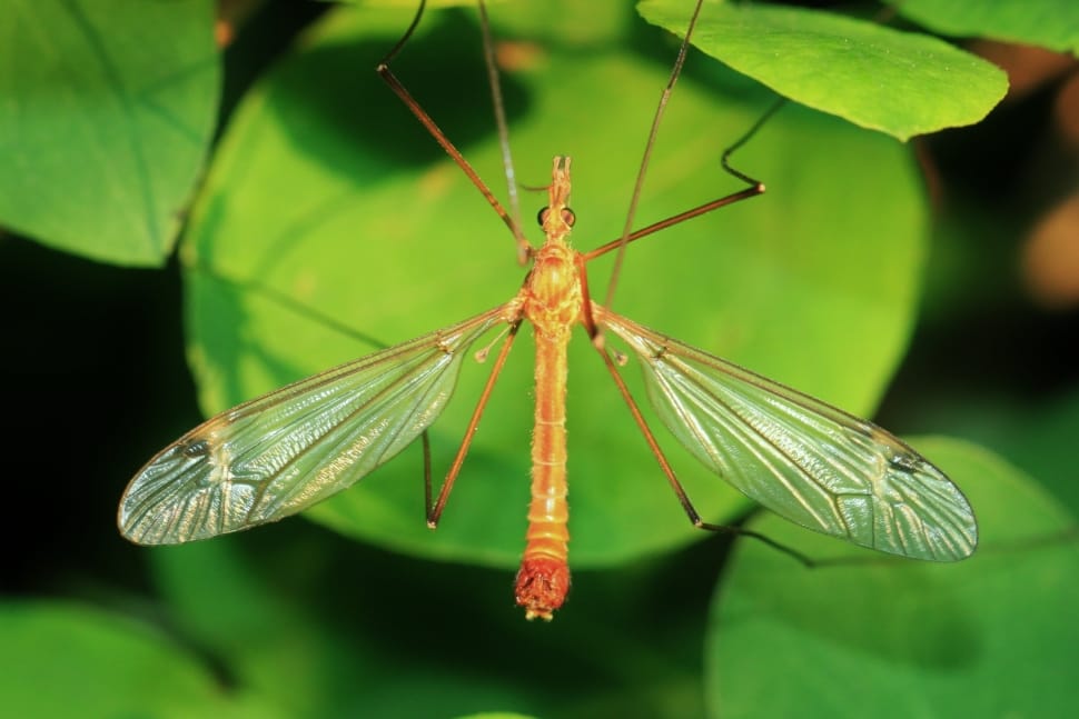 close up photo of cranefly preview