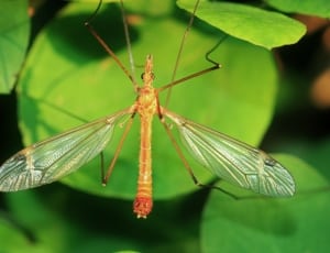 close up photo of cranefly thumbnail
