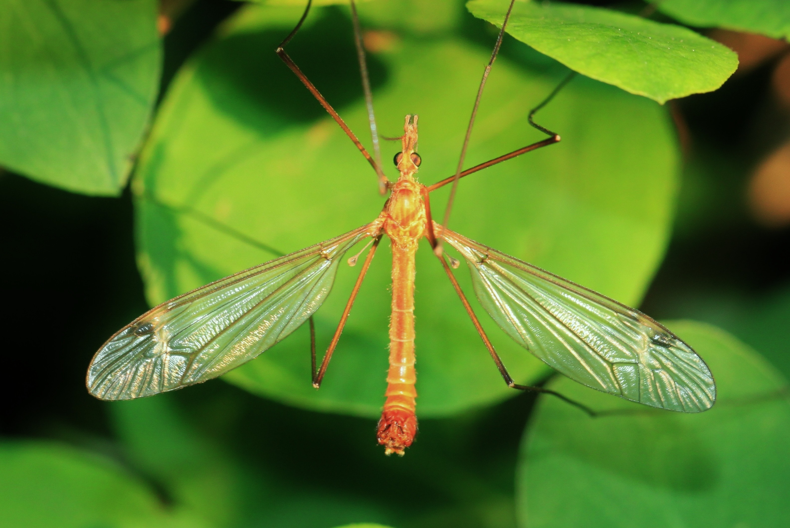 close up photo of cranefly