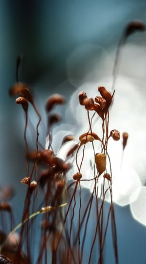 brown petaled flower on focus photo thumbnail