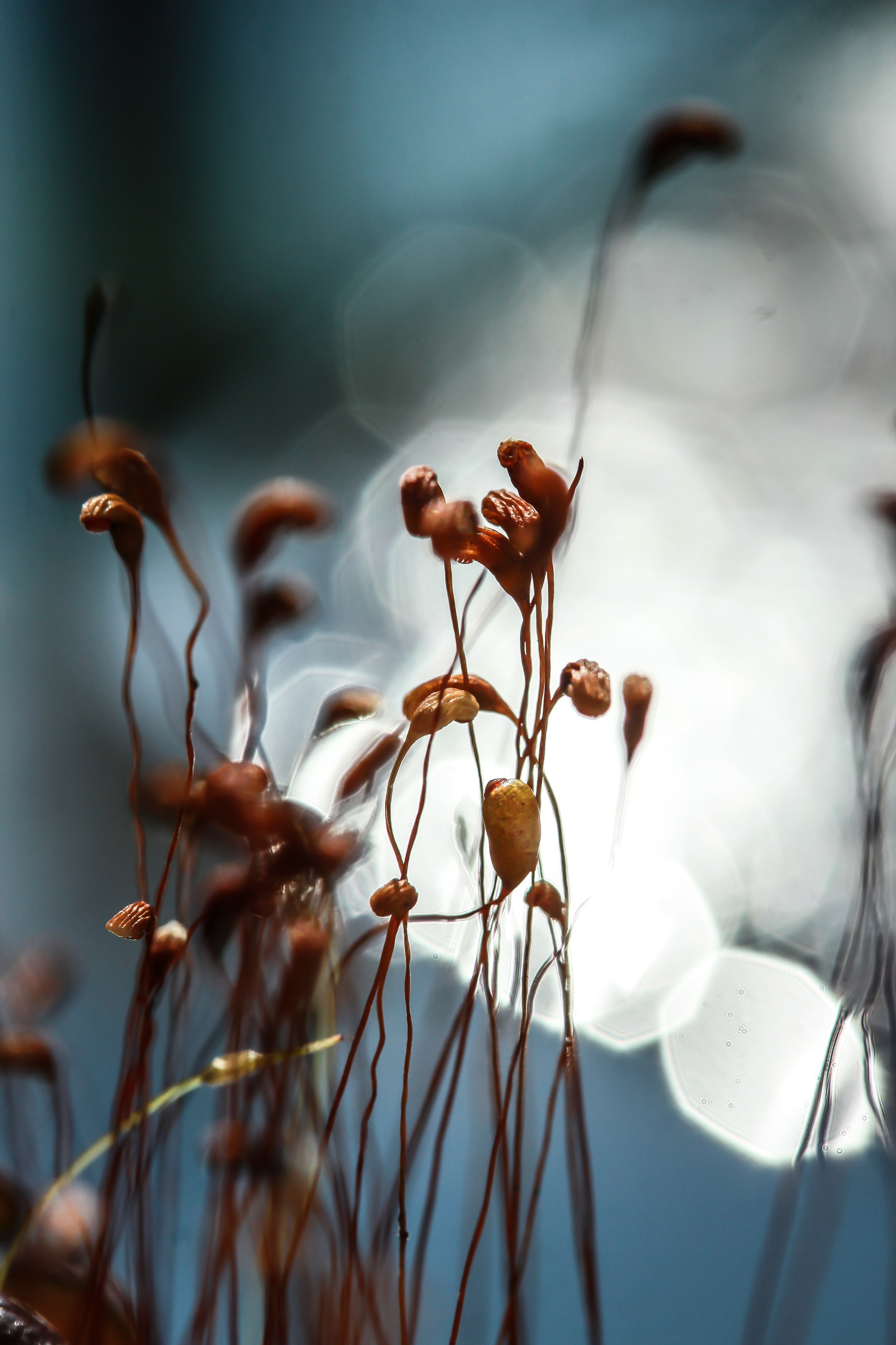 brown petaled flower on focus photo