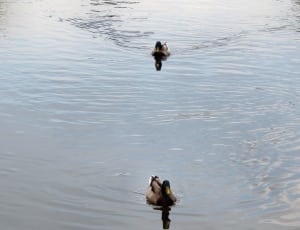 2 brown ducks thumbnail