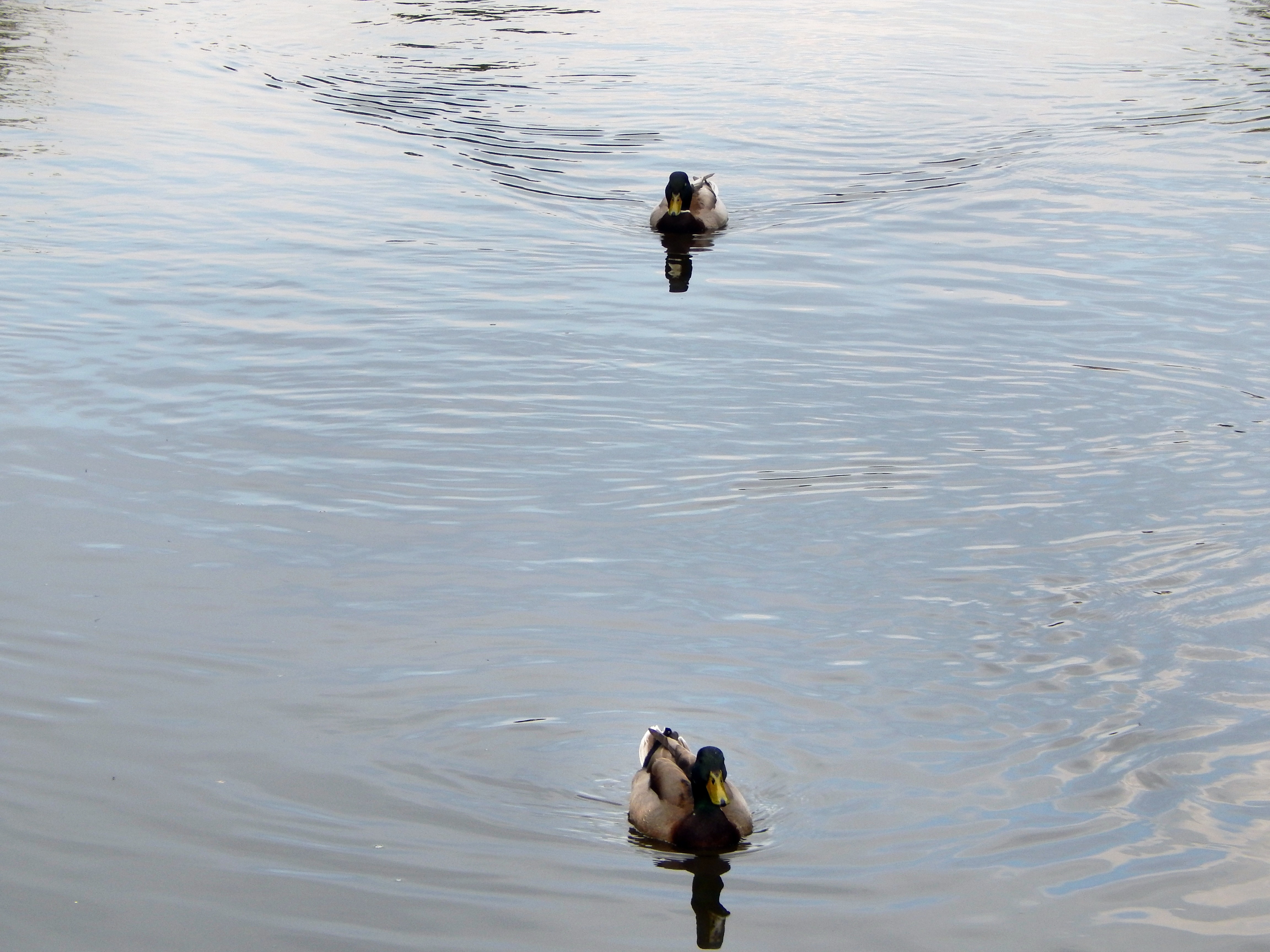 2 brown ducks