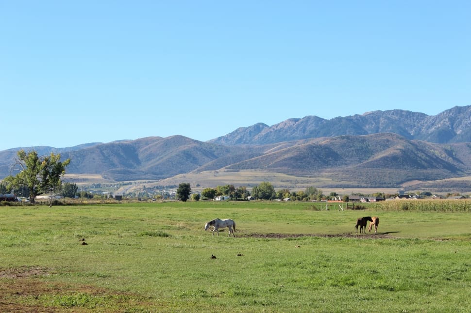 two horses eating grass in grassland near mountains preview