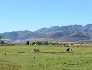 two horses eating grass in grassland near mountains thumbnail