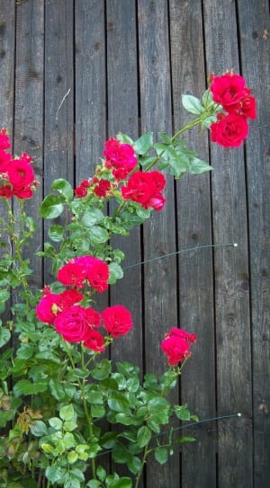 Roses, Red, Wooden Wall, Wall, flower, wood - material thumbnail