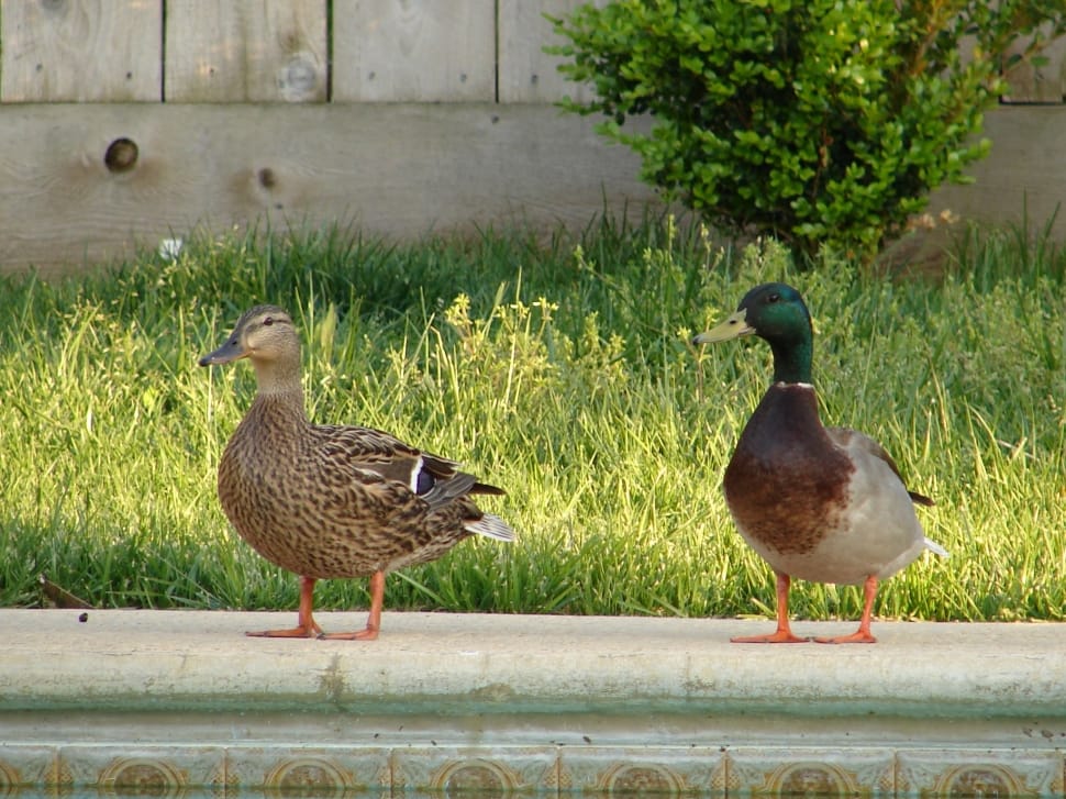 2 brown and green ducks preview