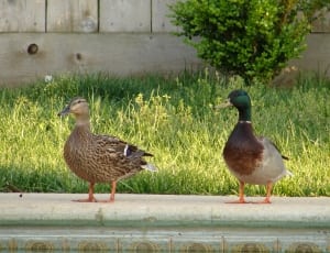 2 brown and green ducks thumbnail