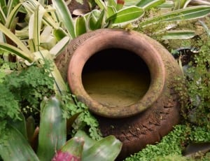 brown ceramic pot surrounded by green plants thumbnail