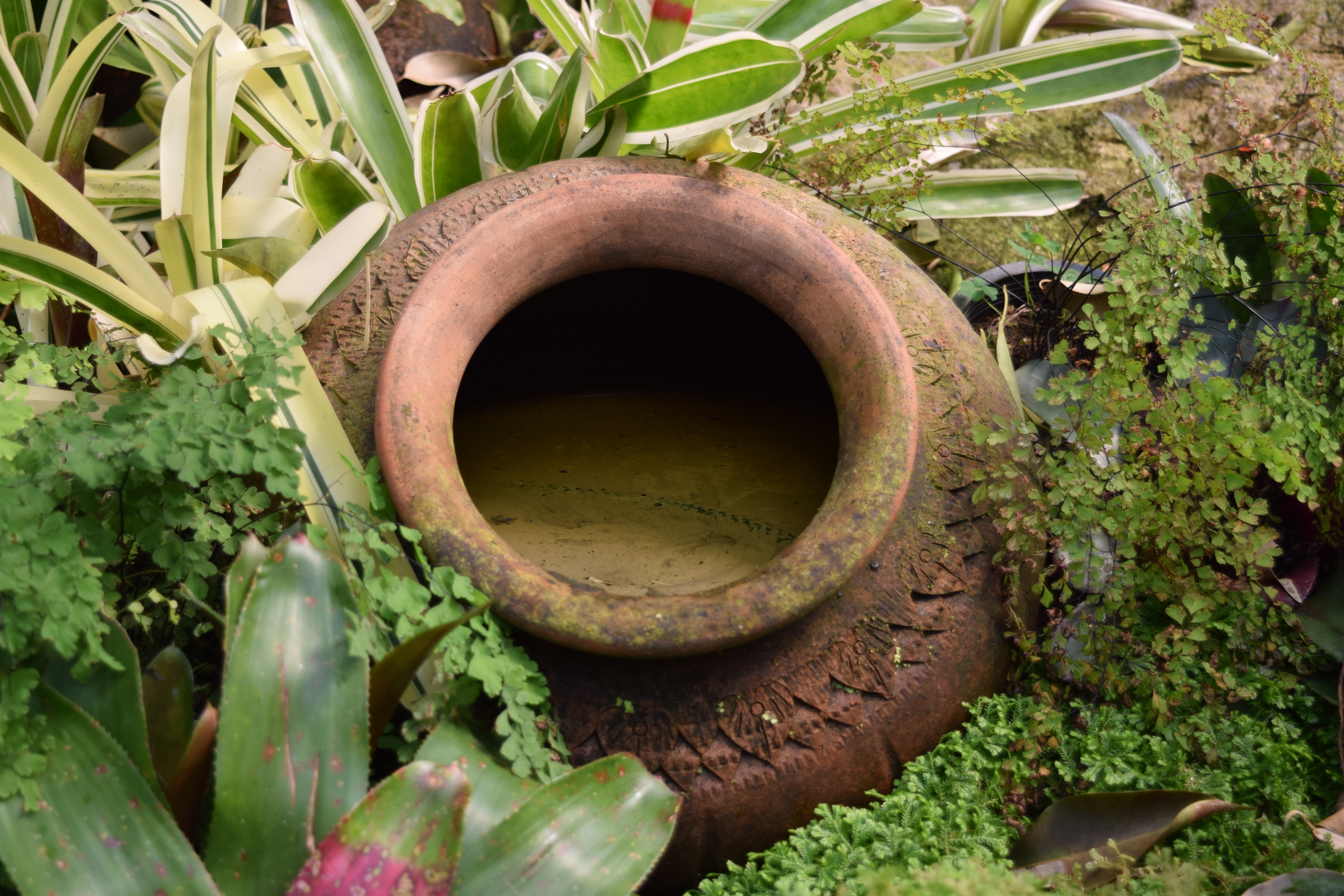 brown ceramic pot surrounded by green plants