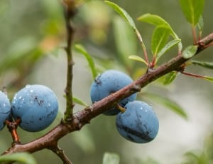 4 blueberries thumbnail