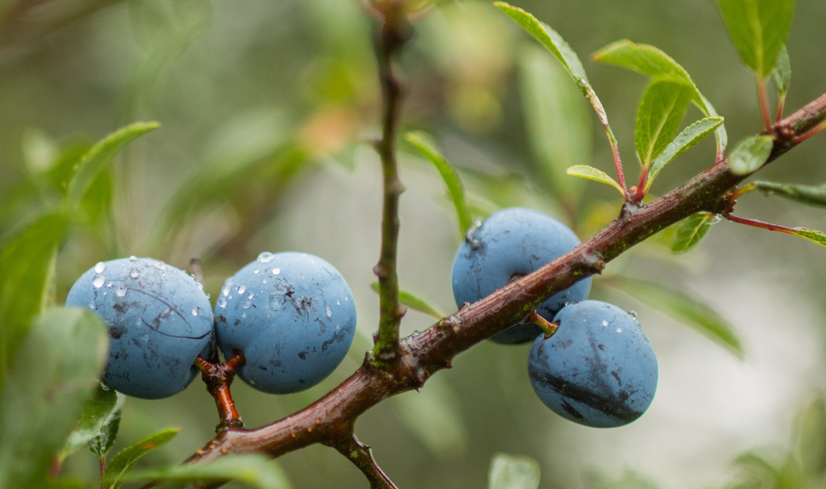 4 blueberries