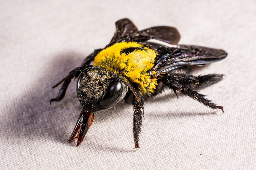 yellow and black bee preview
