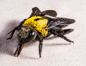 yellow and black bee thumbnail