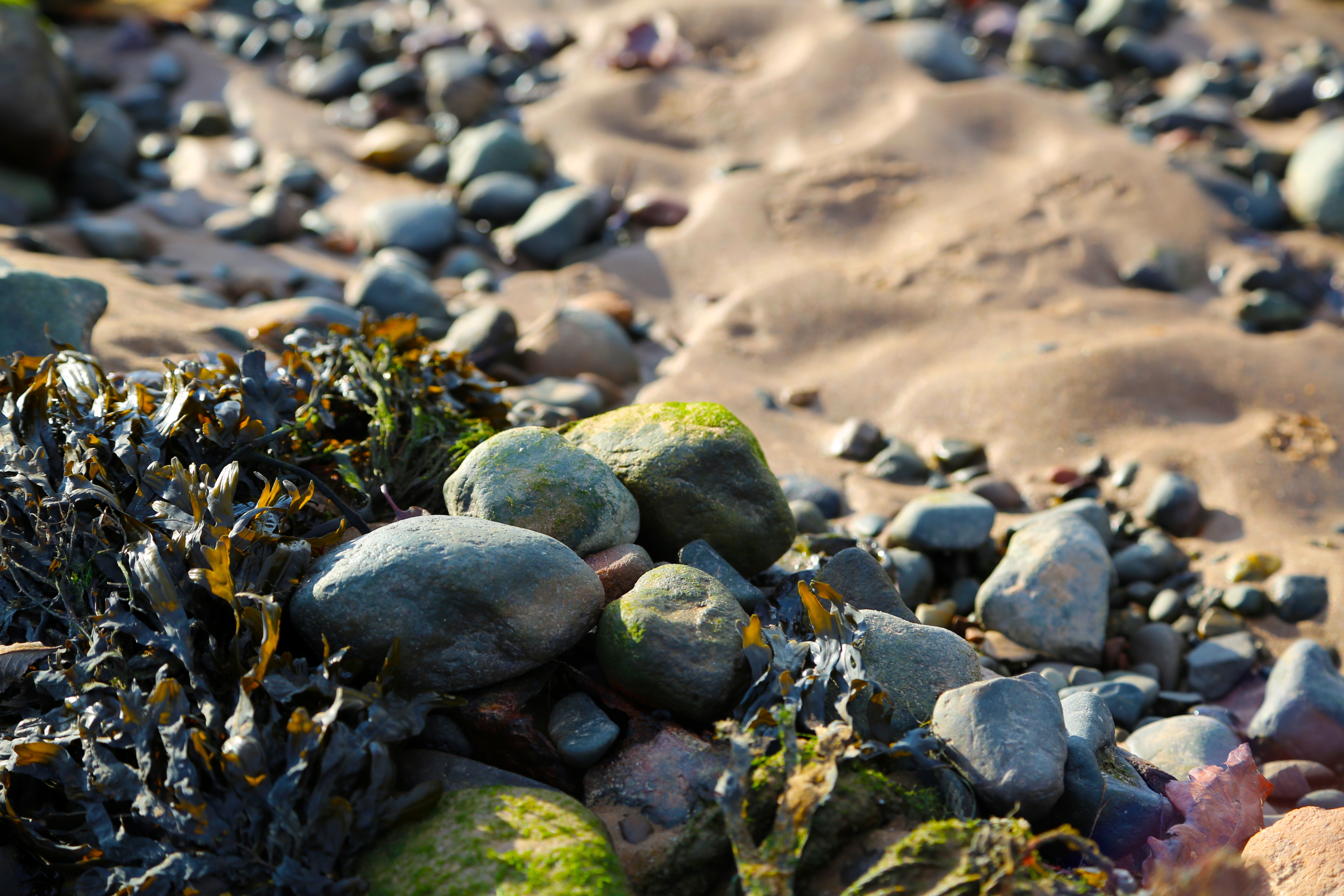 Камни вода рыбы. Море камни. Водоросли на камнях. Галечный пляж. Камни на пляже.