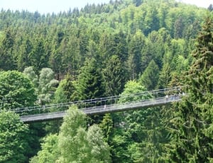 gray suspension bridge thumbnail