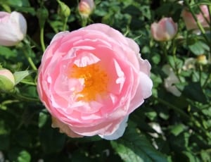 shallow photo of a pink  flower during day time thumbnail
