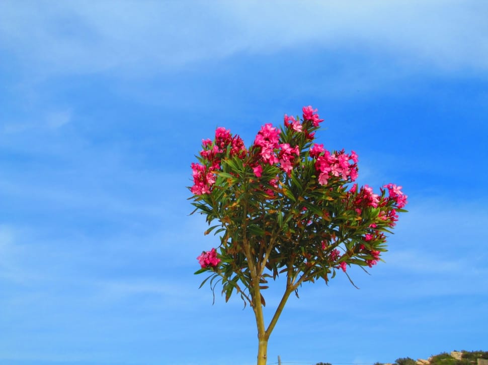Oleander, Red, Bäumchen, Flowers, Pink, ,  preview