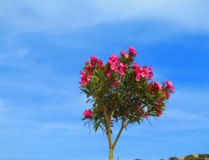 Oleander, Red, Bäumchen, Flowers, Pink, ,  thumbnail