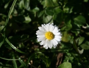 white and yellow daisy thumbnail