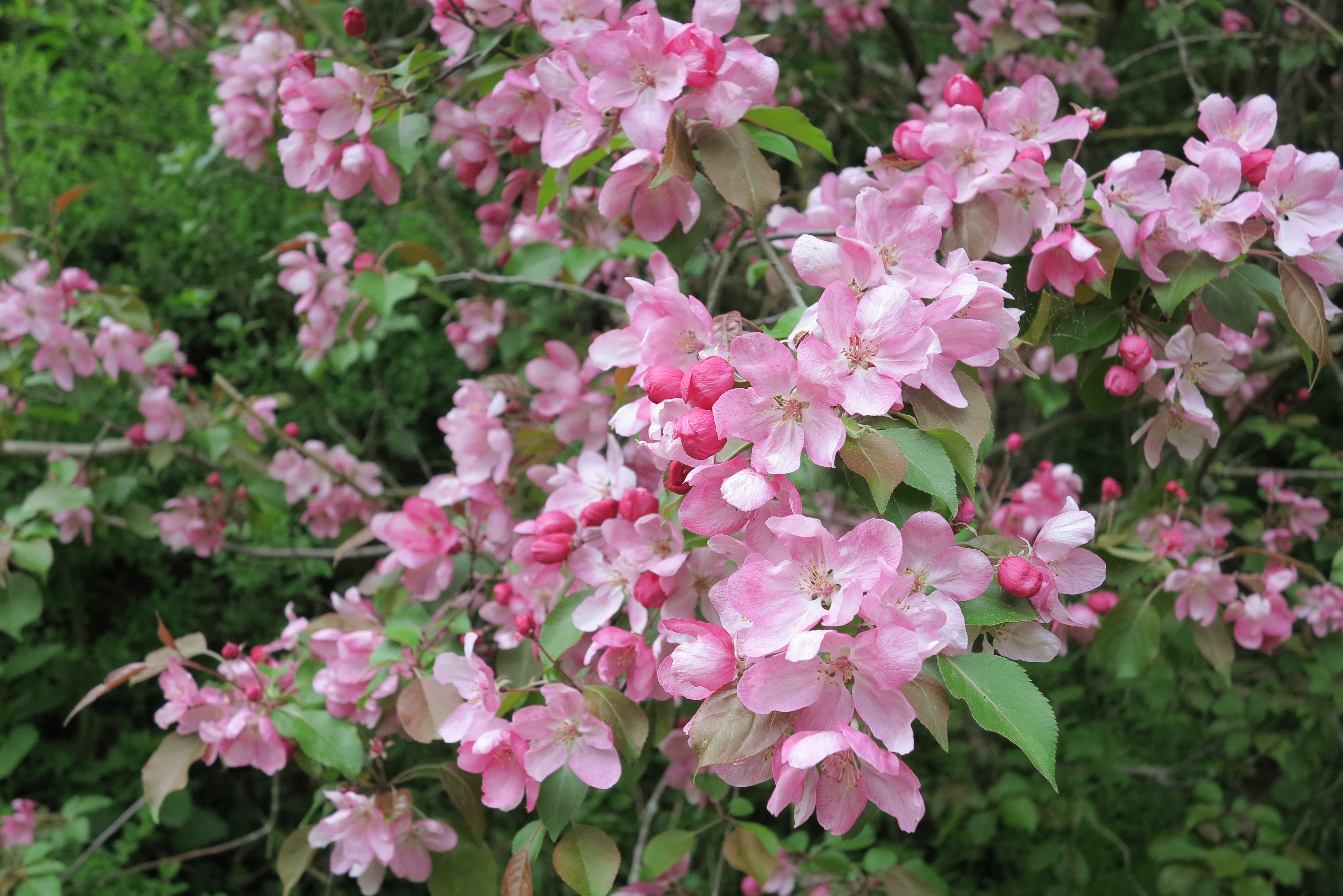 Кустарники цветущие весной розовыми цветами фото и названия