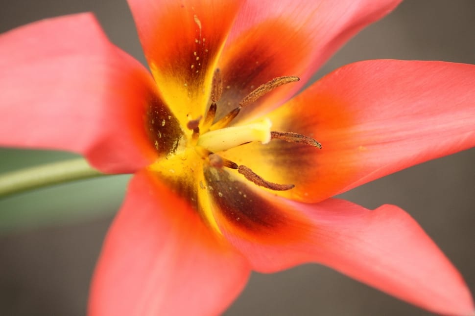 close up photograph of red flower preview
