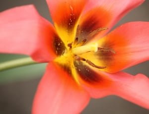 close up photograph of red flower thumbnail