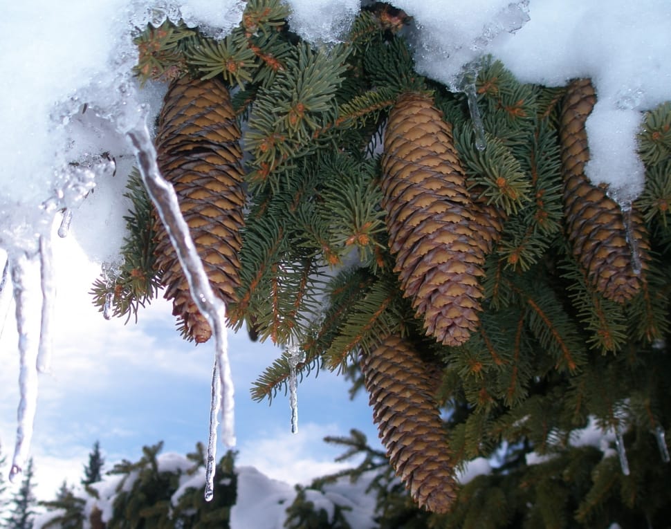 pinecone covered with snow during day time preview