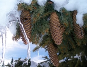 pinecone covered with snow during day time thumbnail