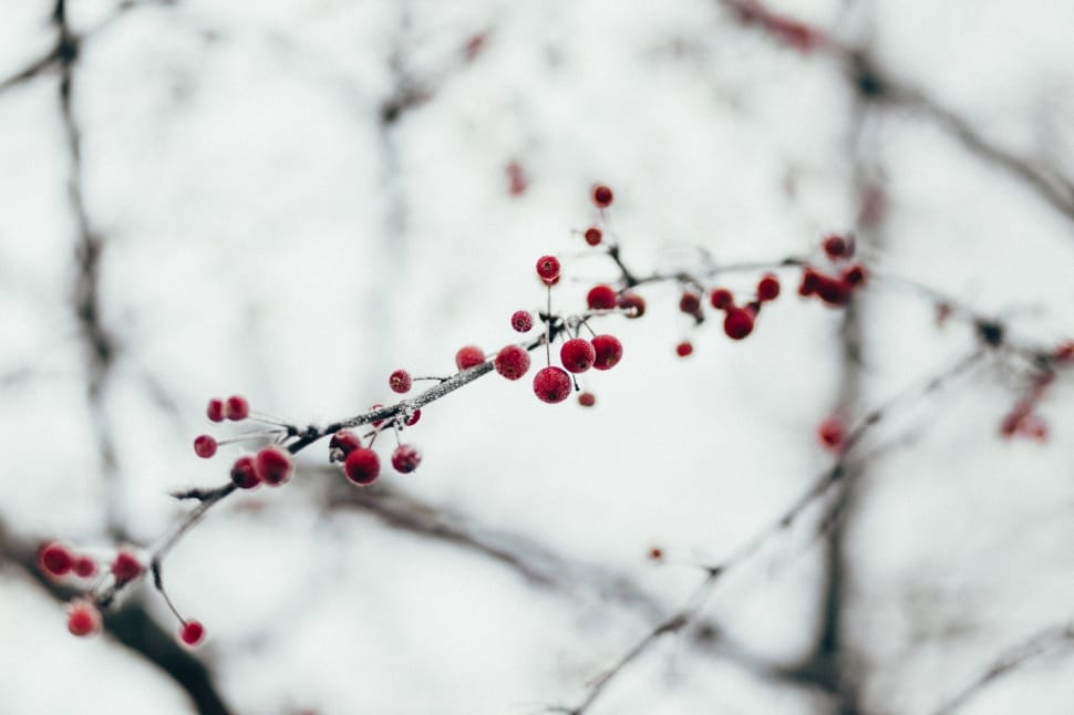 red cherries on gray branch during dawn preview