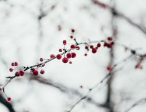 red cherries on gray branch during dawn thumbnail