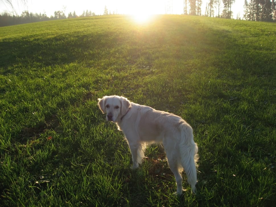 white labrador retriever preview