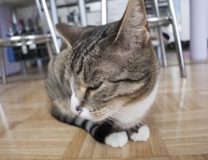brown tabby cat on wooden parquet thumbnail