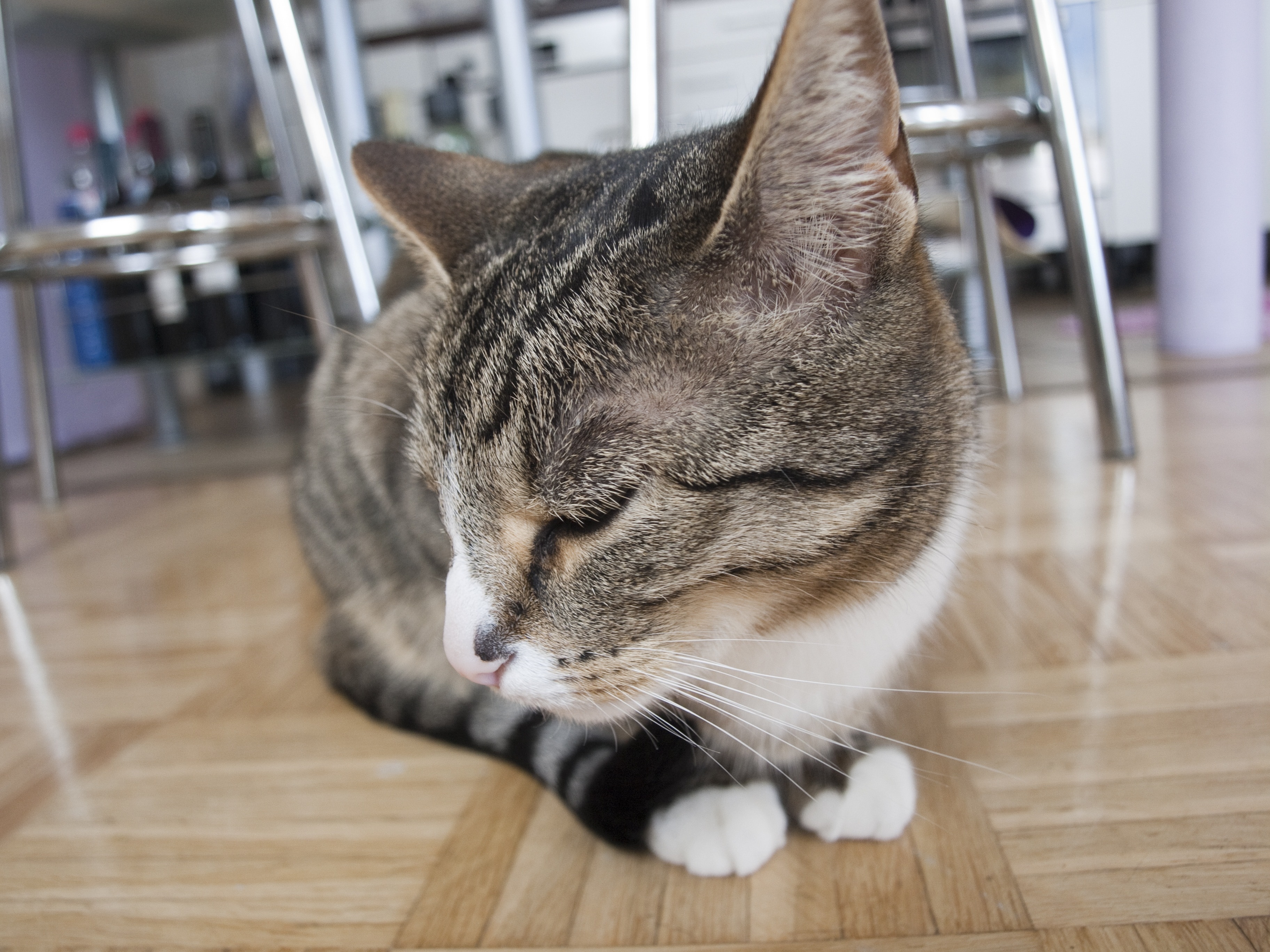brown tabby cat on wooden parquet