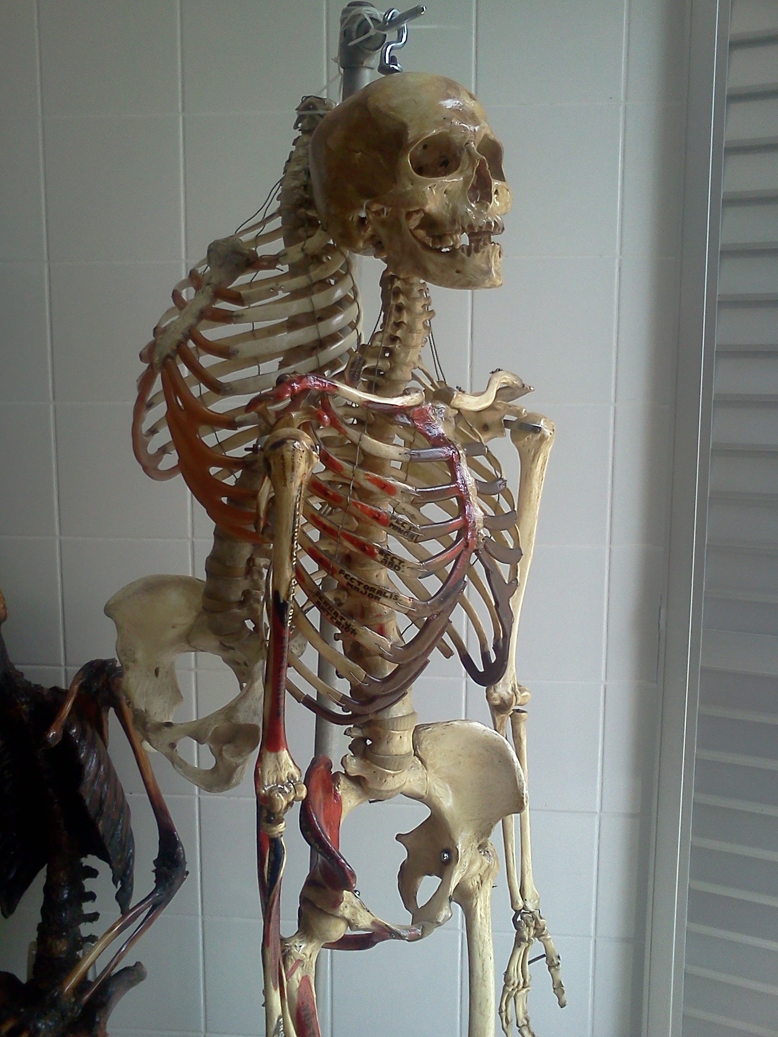 Настоящий человеческий. Настоящий человеческий скелет. Лабораторный скелет.