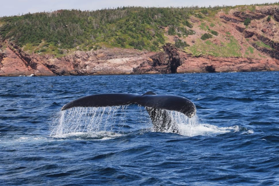 Whale, Humpback, Mammal, Baybulls, one animal, animals in the wild preview