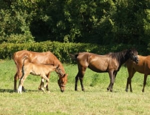 3 horse and 1 calf on green grass near trees at daytime thumbnail