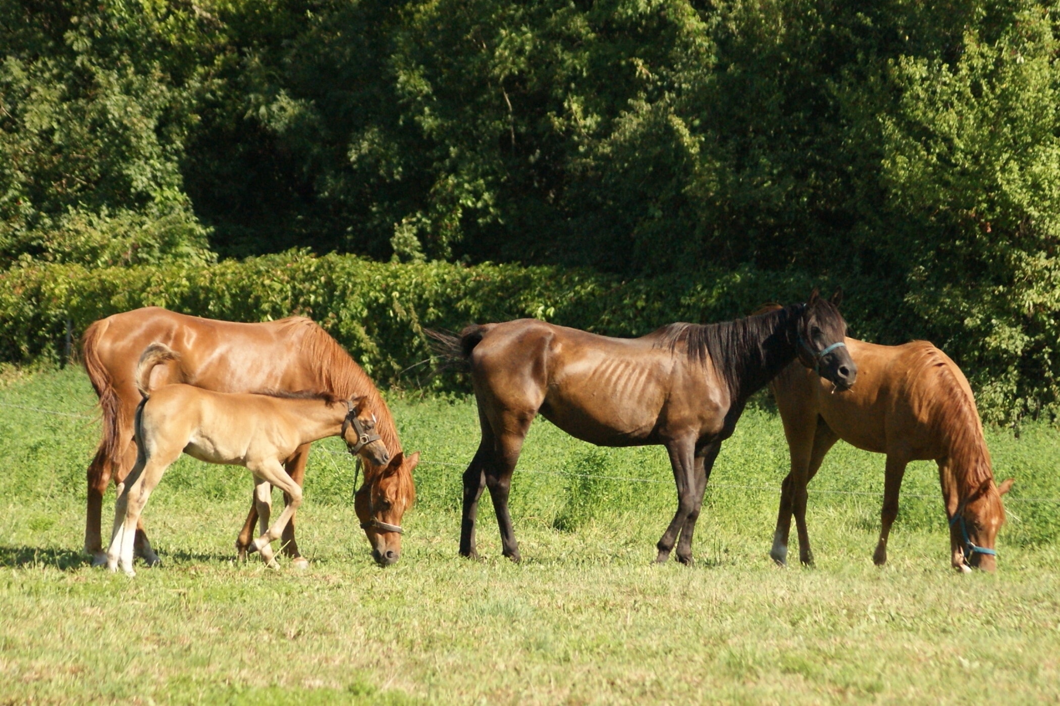 3 horse and 1 calf on green grass near trees at daytime