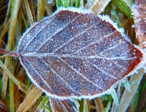 silver-colored leaf thumbnail