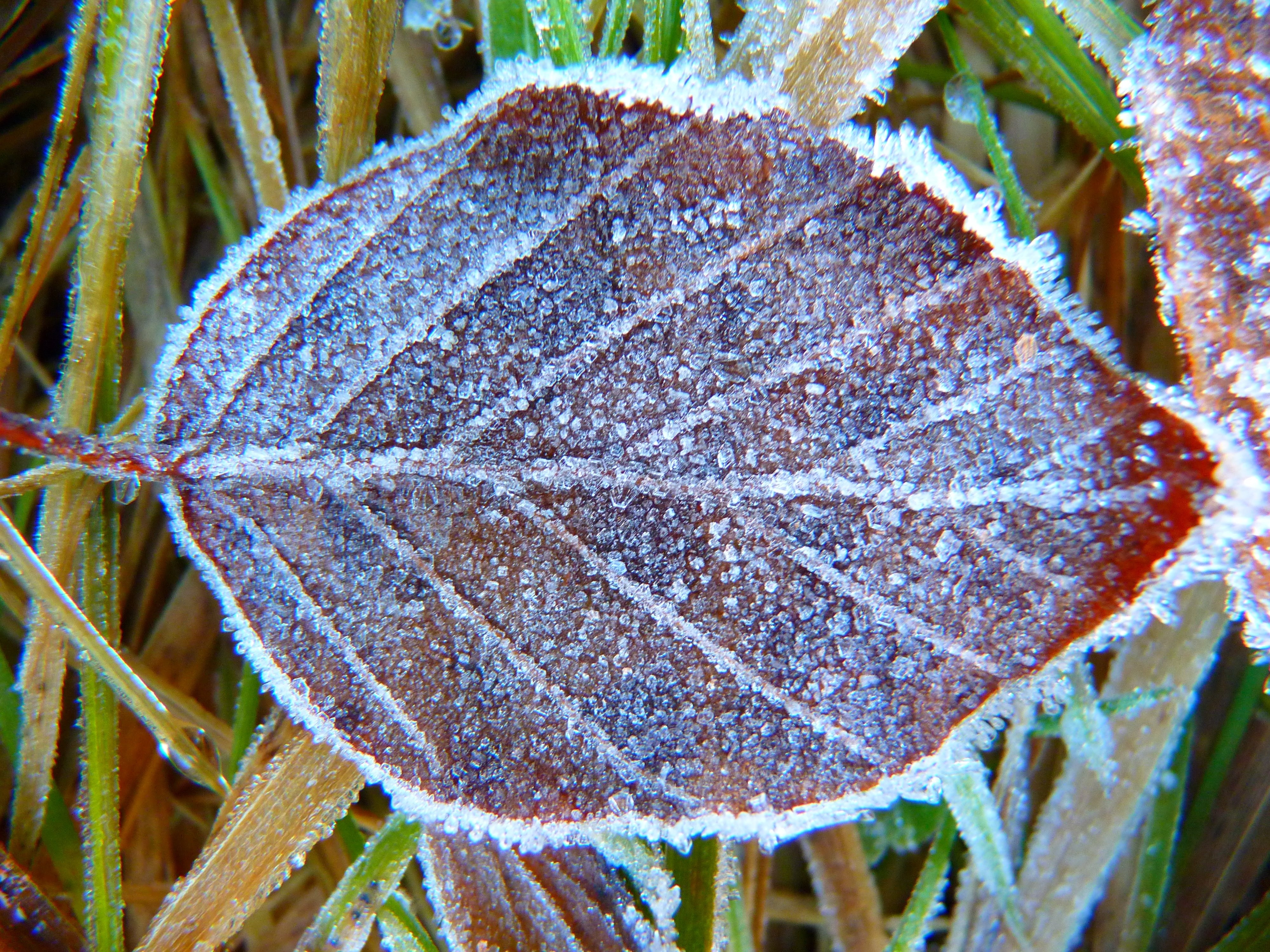 silver-colored leaf