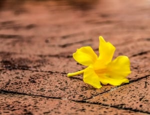 tilt photography of yellow flower on brown brick floor thumbnail