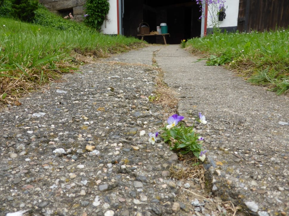purple flower on road preview