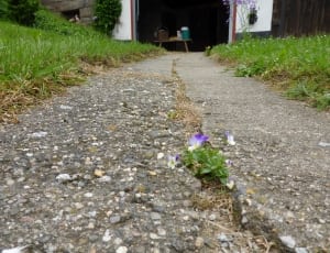 purple flower on road thumbnail